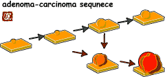 adenoma carcinoma sequence